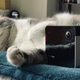 Only one of my furballs knows how to pose for a product photo.
